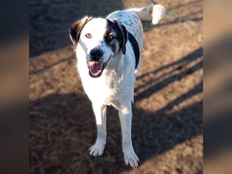 Jonas- Mischling- sucht ein Zuhause