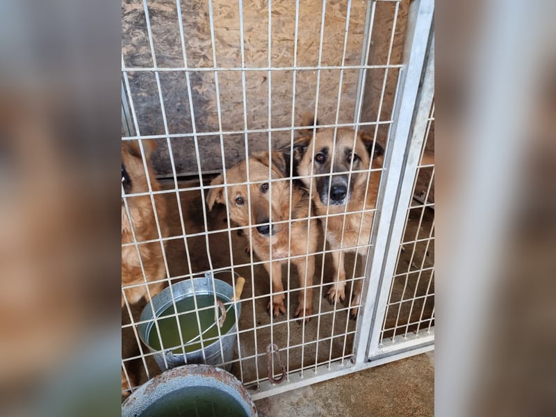 Vica, soziale Hündin freut sich auf Hundegesellschaft