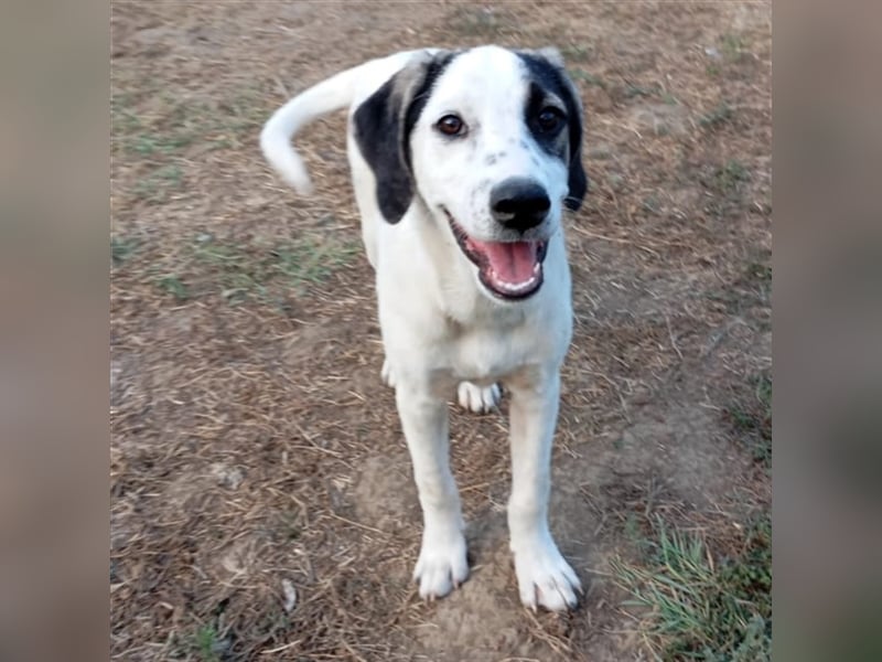 Jonas- Mischling- sucht ein Zuhause