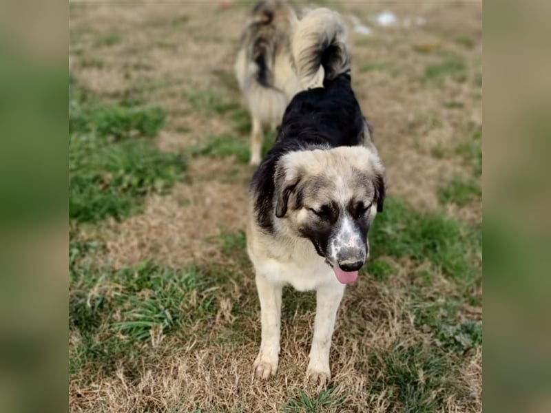 Charles- Schäferhund-Mischling