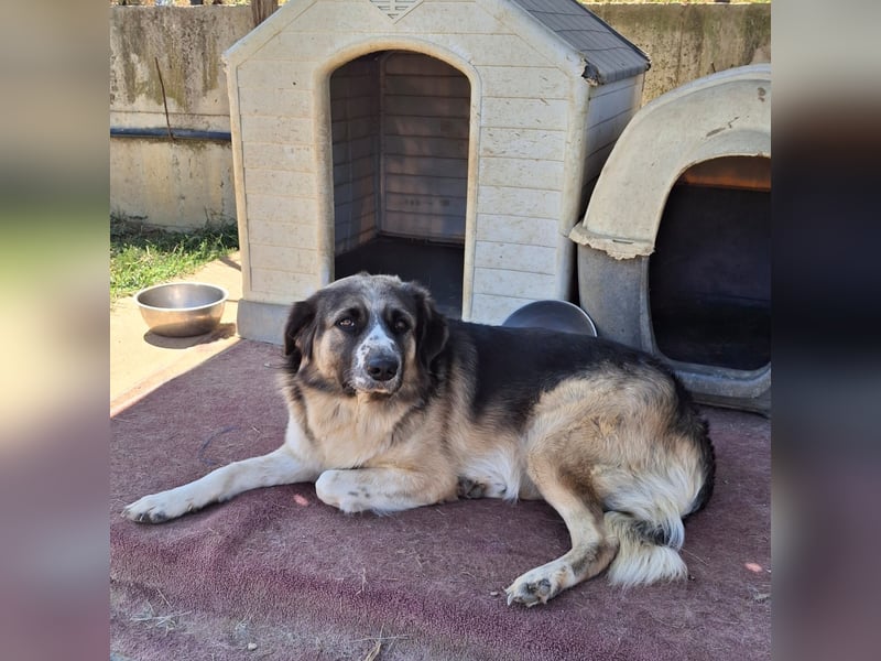 Charles- Schäferhund-Mischling