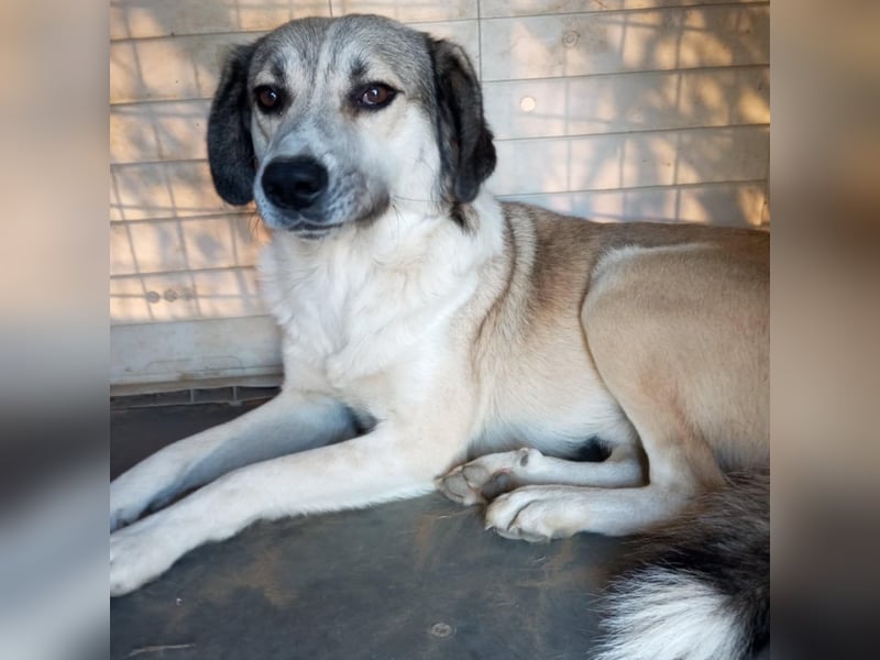 Jim- Schäferhund-Mischling
