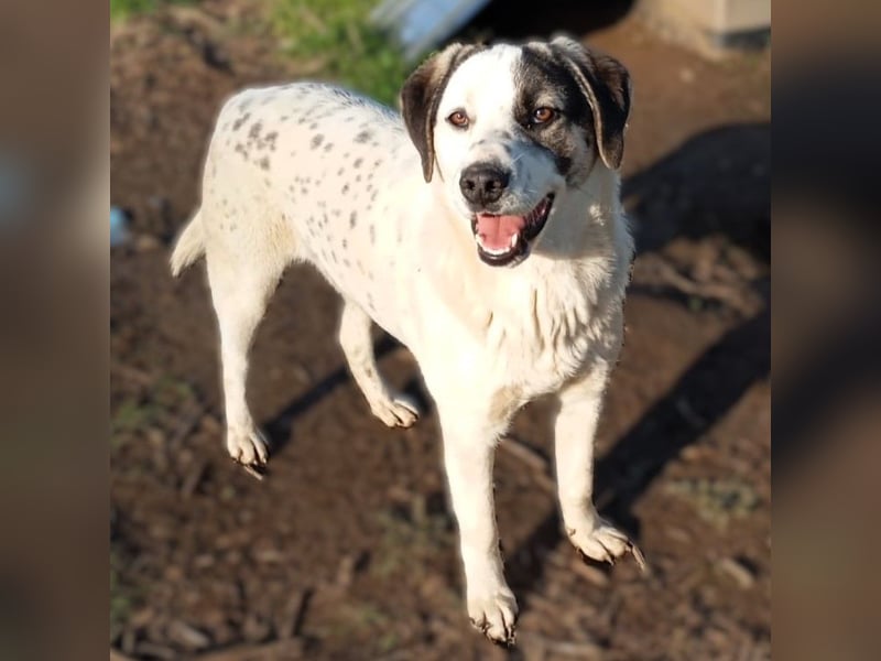 Jonas- Mischling- sucht ein Zuhause