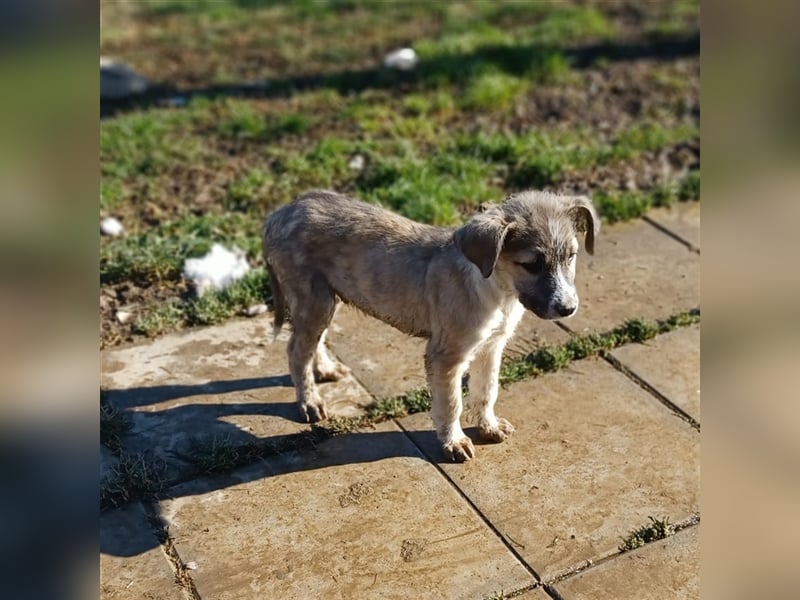 Jim- Schäferhund-Mischling