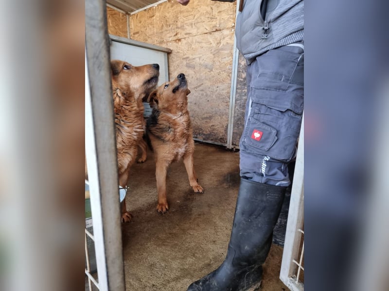 Vica, soziale Hündin freut sich auf Hundegesellschaft