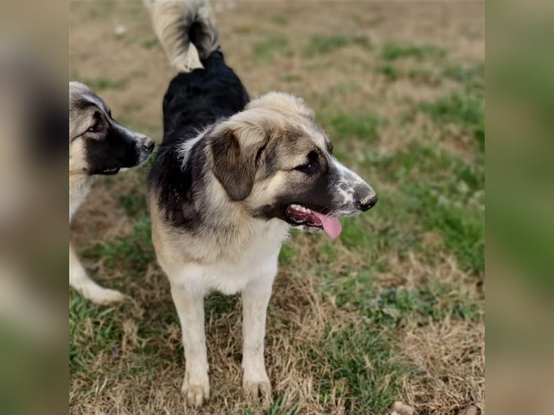 Charles- Schäferhund-Mischling