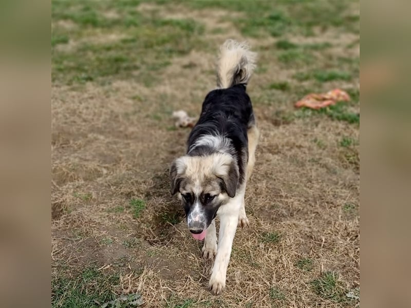 Charles- Schäferhund-Mischling