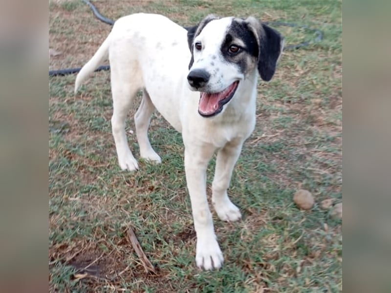 Jonas- Mischling- sucht ein Zuhause