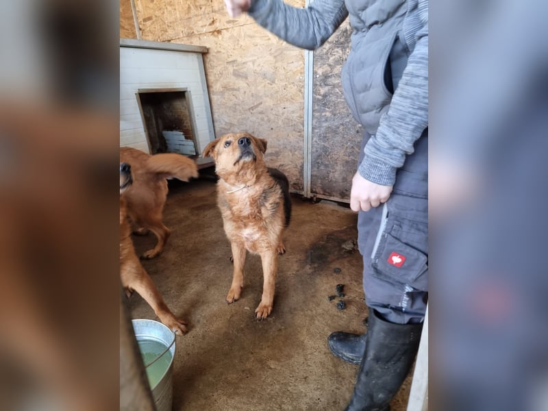 Vica, soziale Hündin freut sich auf Hundegesellschaft