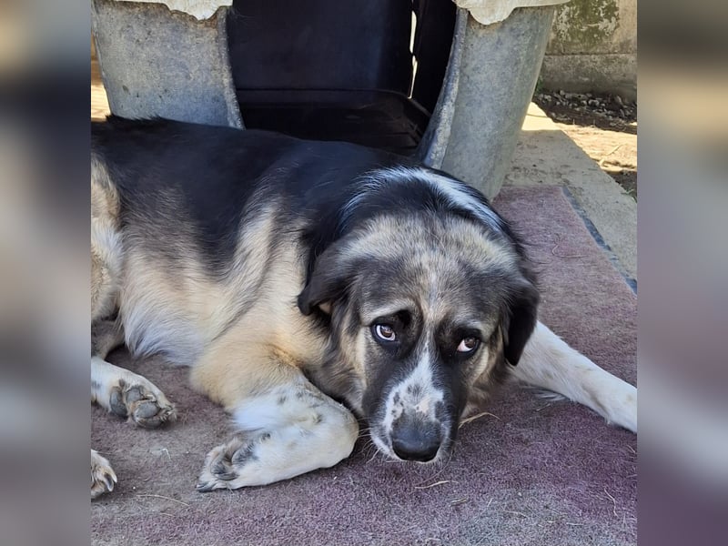 Charles- Schäferhund-Mischling