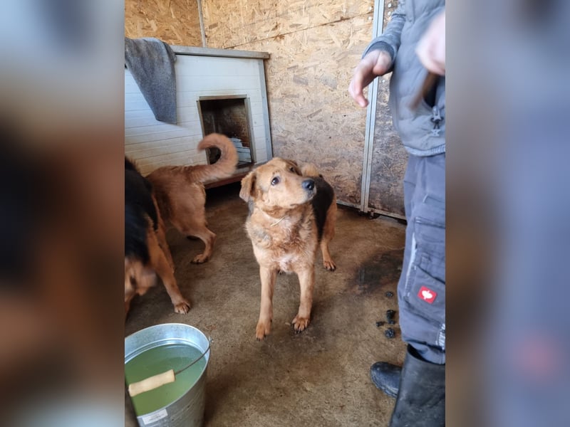 Vica, soziale Hündin freut sich auf Hundegesellschaft