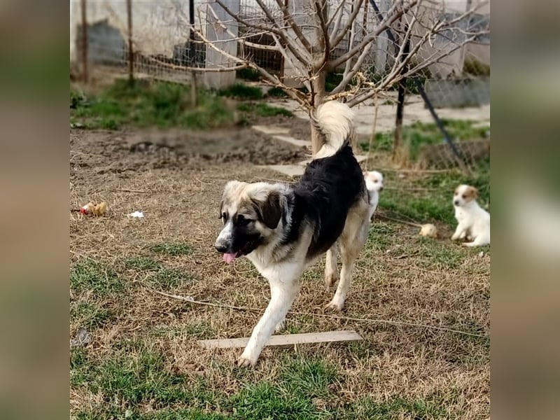 Charles- Schäferhund-Mischling