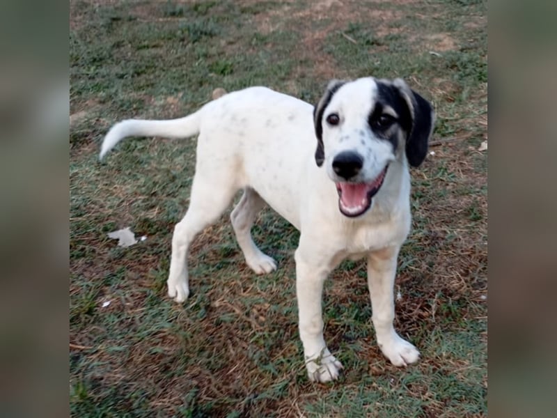 Jonas- Mischling- sucht ein Zuhause