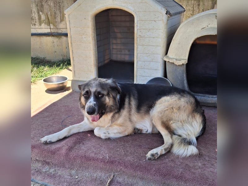 Charles- Schäferhund-Mischling
