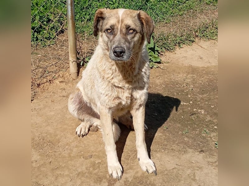 Kira -sucht ein Zuhause/Pflegestelle