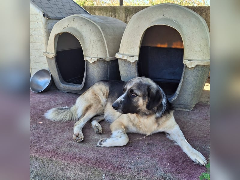 Charles- Schäferhund-Mischling
