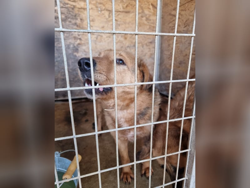 Vica, soziale Hündin freut sich auf Hundegesellschaft
