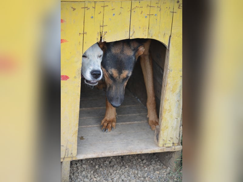 HELENE (II), ca. 2024 geboren, gut verträglich, noch sehr ängstlich