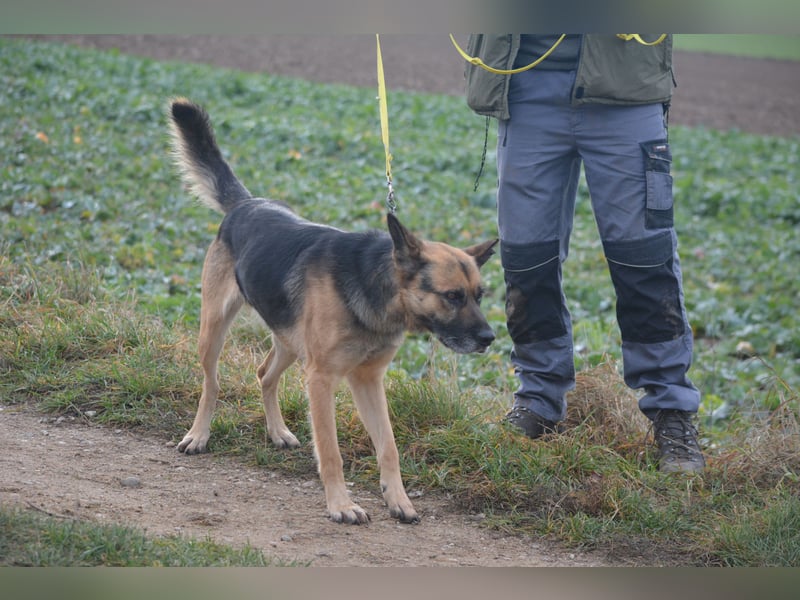 Endlich nicht mehr an der Kette leben müssen. Sehr lieber Rüde BAJTEK, ca. 2017/2018 geboren