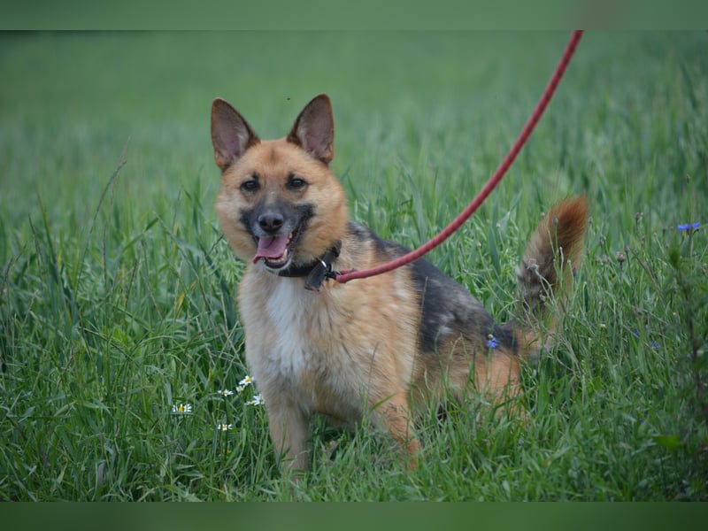 Hündin "Nutka", ca. 2023 geboren, ruhig, zurückhaltend, sucht Menschen mit Hundeverstand