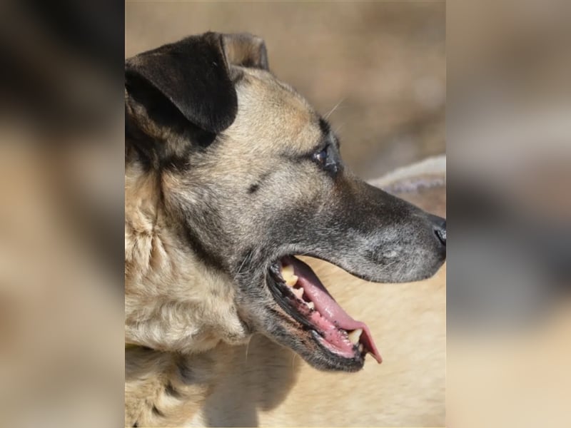 Rüde „Burzan“ sucht ganz besondere Menschen