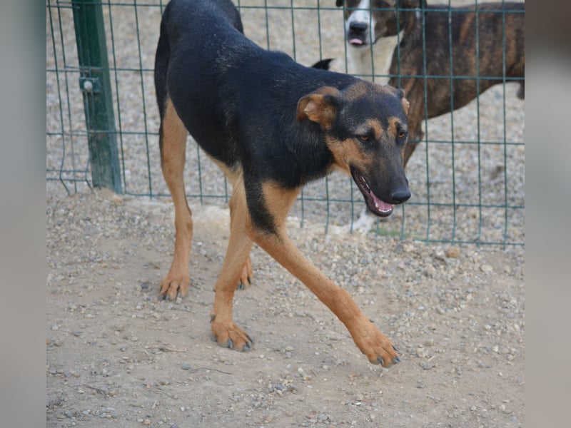 HELENE (II), ca. 2024 geboren, gut verträglich, noch sehr ängstlich