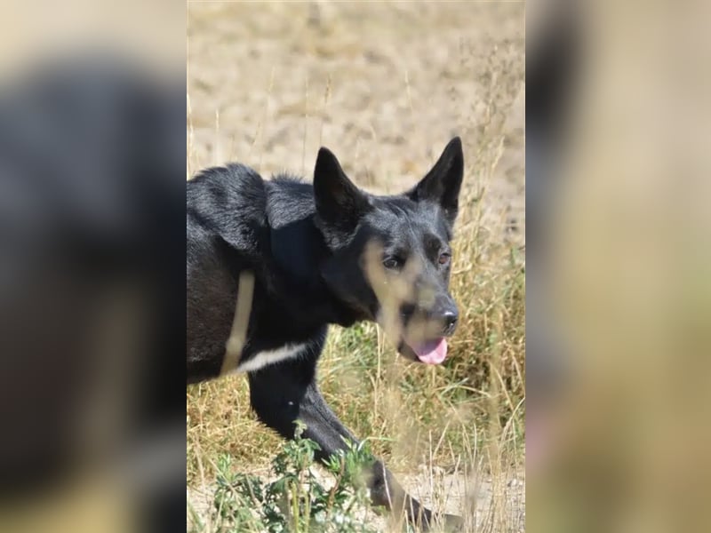„Harry“ ist ca. 2 Jahre alt und ein ganz toller, agiler schwarzer Schäferhund. Sucht aktives Zuhause