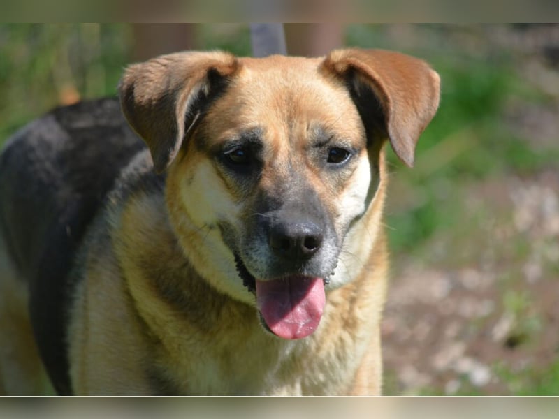 TINA ist eine sehr verspielte, freundliche und lebensfrohe Hündin, ca. 2018 geboren, gut verträglich