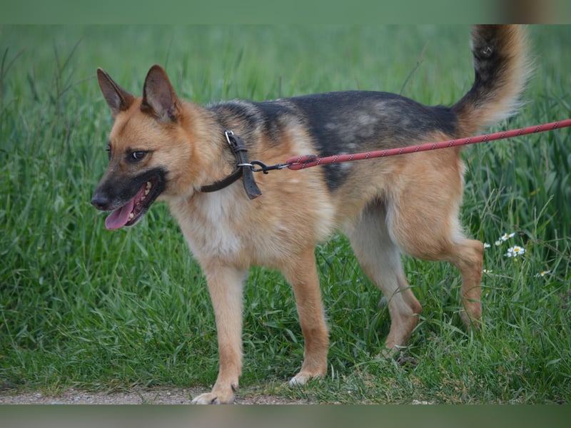 Hündin "Nutka", ca. 2023 geboren, ruhig, zurückhaltend, sucht Menschen mit Hundeverstand