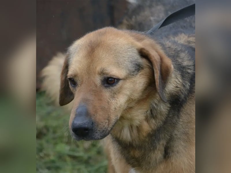 „Nick“, ca. 3 Jahre, lieber Rüde, gut verträglich, sehr ruhig, sanft, zurückhaltend