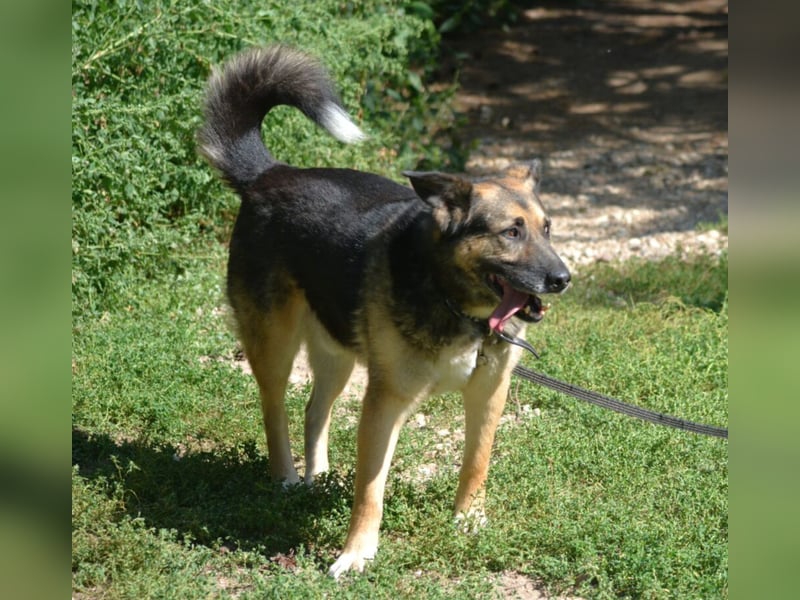 Lieber, verschmuster Schäfi-Mix Rüde „Goofy“, ca.2018 geboren