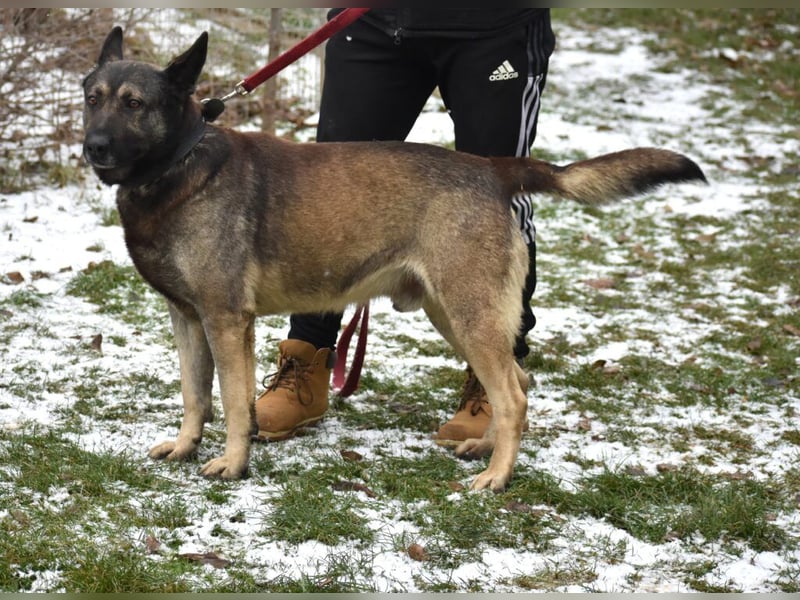 Loki“ (geb. 11.06.2021), sehr lieb, sucht ein neues Zuhause.