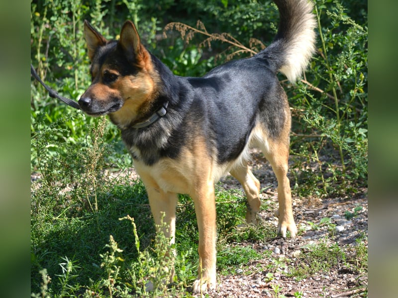 LOLO, ca. 2021 sucht ein Zuhause, Schäferhund-Mix