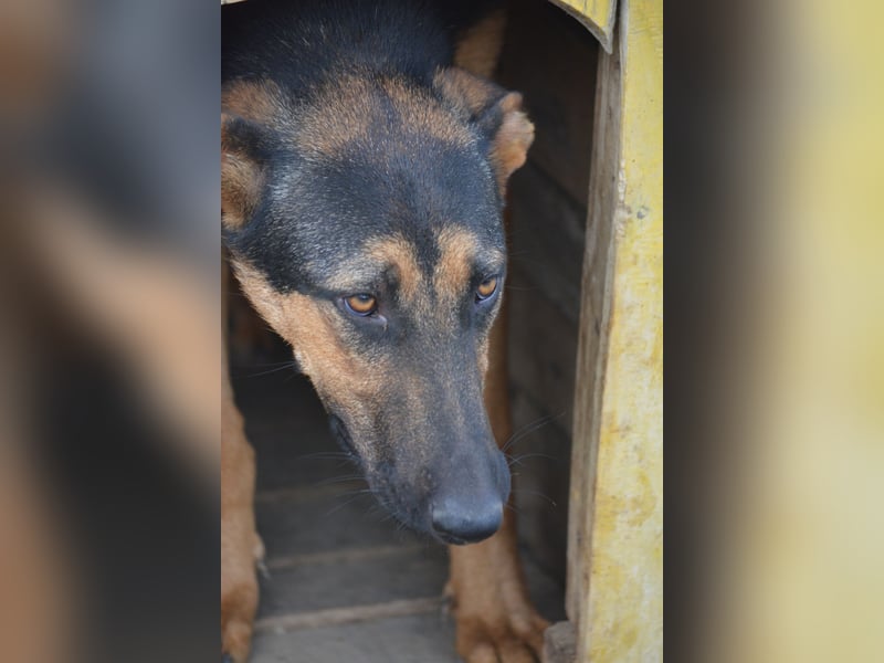 HELENE (II), ca. 2024 geboren, gut verträglich, noch sehr ängstlich