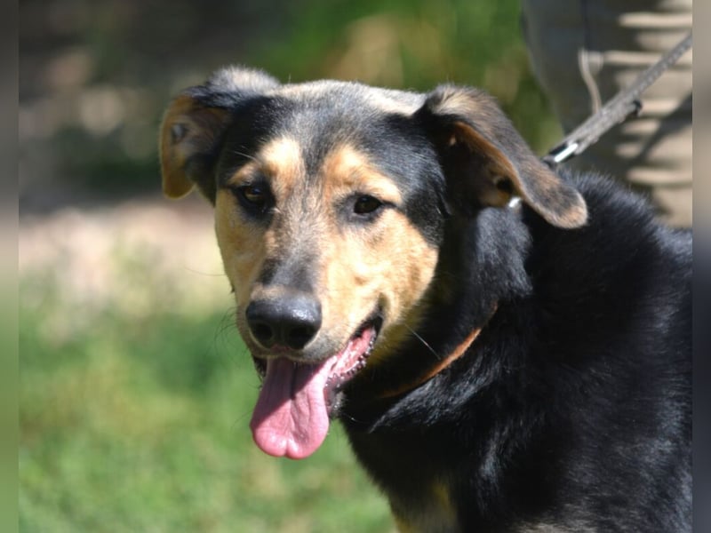 Aktiver, neugieriger und sehr lieber Schäferhundmix Rüde „Boston“, ca. 2024 geboren