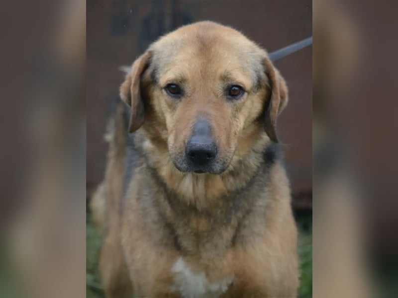 „Nick“, ca. 3 Jahre, lieber Rüde, gut verträglich, sehr ruhig, sanft, zurückhaltend