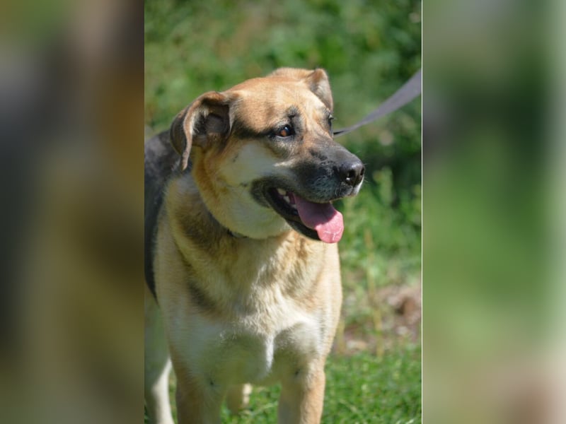 TINA ist eine sehr verspielte, freundliche und lebensfrohe Hündin, ca. 2018 geboren, gut verträglich