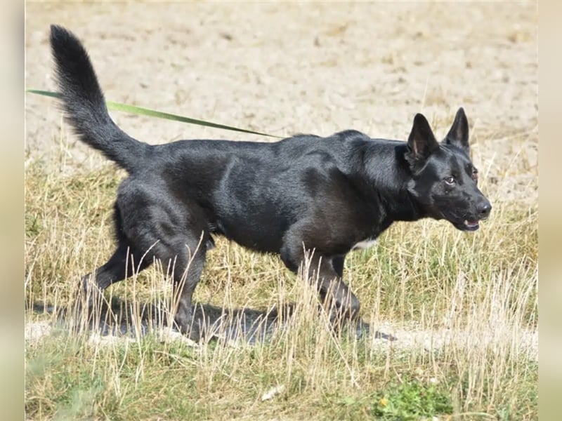 „Harry“ ist ca. 2 Jahre alt und ein ganz toller, agiler schwarzer Schäferhund. Sucht aktives Zuhause