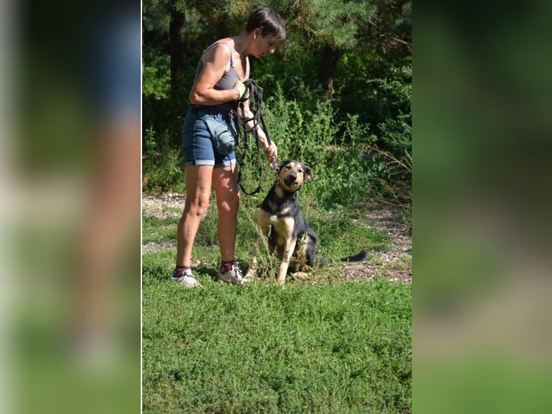 Aktiver, neugieriger und sehr lieber Schäferhundmix Rüde „Boston“, ca. 2024 geboren