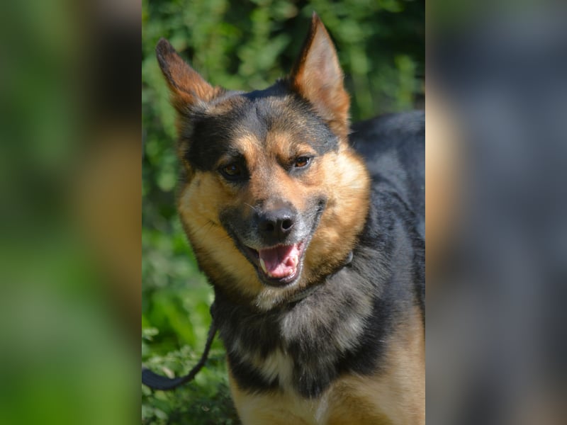 LOLO, ca. 2021 sucht ein Zuhause, Schäferhund-Mix