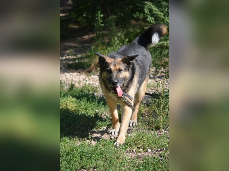 Lieber, verschmuster Schäfi-Mix Rüde „Goofy“, ca.2018 geboren