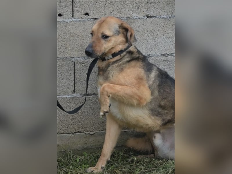 „Nick“, ca. 3 Jahre, lieber Rüde, gut verträglich, sehr ruhig, sanft, zurückhaltend