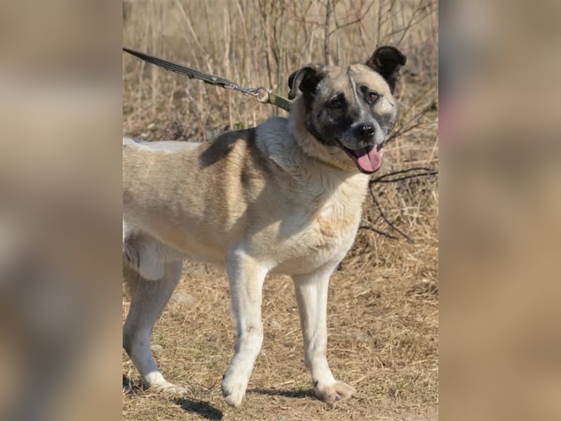 Rüde „Burzan“ sucht ganz besondere Menschen