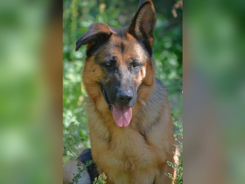 Sehr liebe, imposante Schäferhündin „Doris (II)“, ca. 2021 geboren, sucht Schäfifreunde