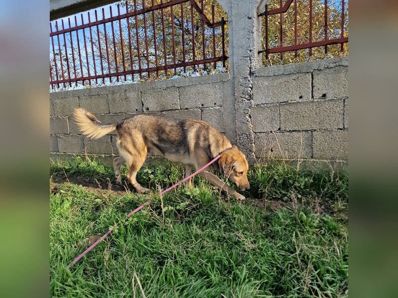 „Nick“, ca. 3 Jahre, lieber Rüde, gut verträglich, sehr ruhig, sanft, zurückhaltend