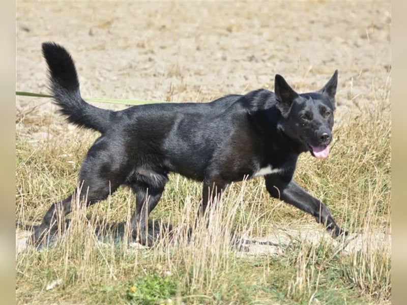 „Harry“ ist ca. 2 Jahre alt und ein ganz toller, agiler schwarzer Schäferhund. Sucht aktives Zuhause