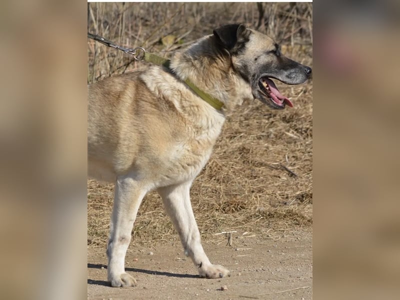 Rüde „Burzan“ sucht ganz besondere Menschen