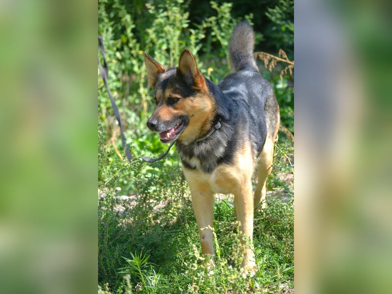 LOLO, ca. 2021 sucht ein Zuhause, Schäferhund-Mix