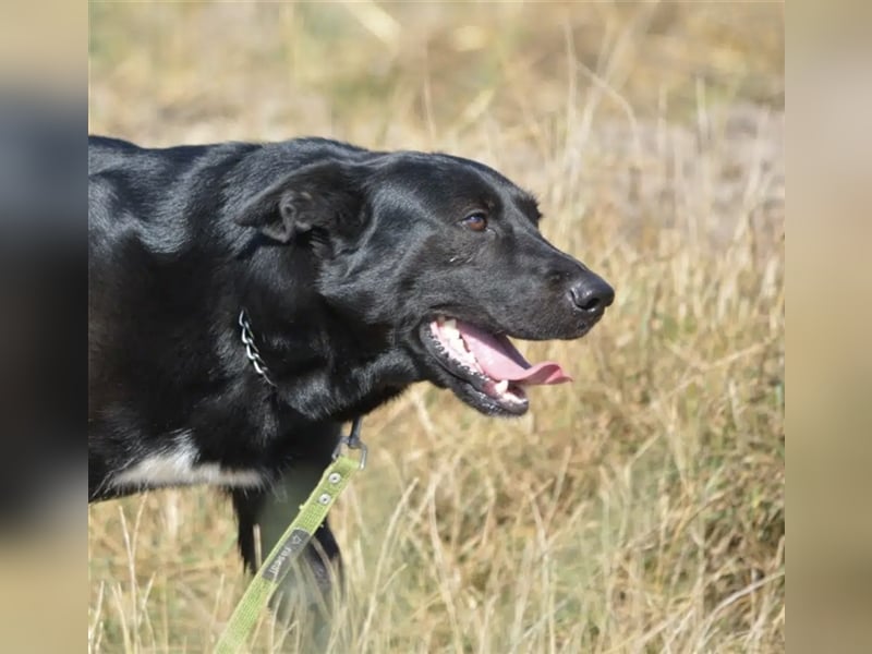 „Harry“ ist ca. 2 Jahre alt und ein ganz toller, agiler schwarzer Schäferhund. Sucht aktives Zuhause