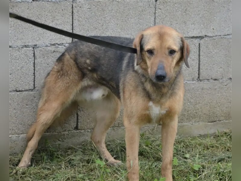 „Nick“, ca. 3 Jahre, lieber Rüde, gut verträglich, sehr ruhig, sanft, zurückhaltend